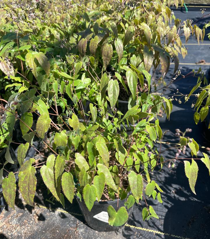 Epimedium 'Domino'