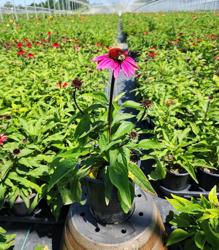 Echinacea Sombrero® Rosada