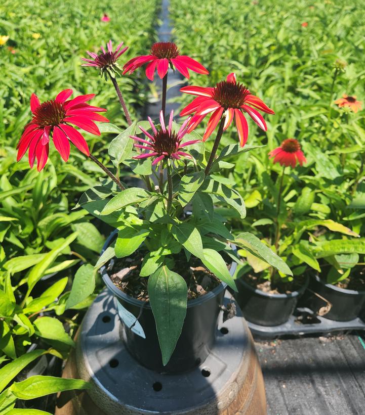 Echinacea Sombrero® Sangrita