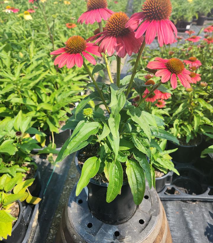 Echinacea x hybrida Sombrero® Tango Tangerine