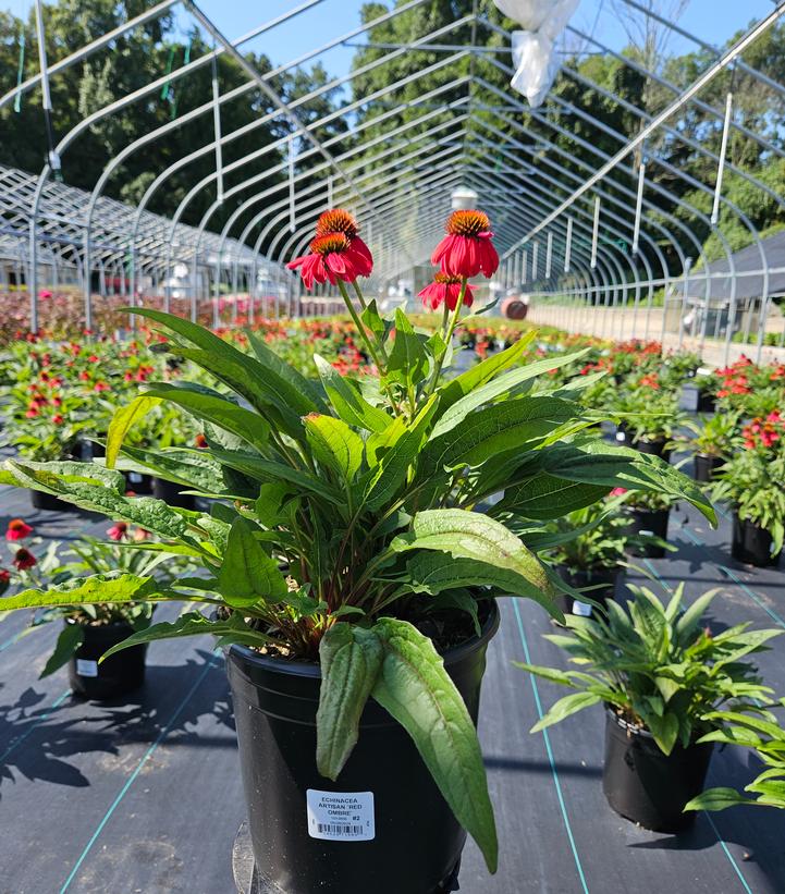 Echinacea Artisan™ Red Ombre