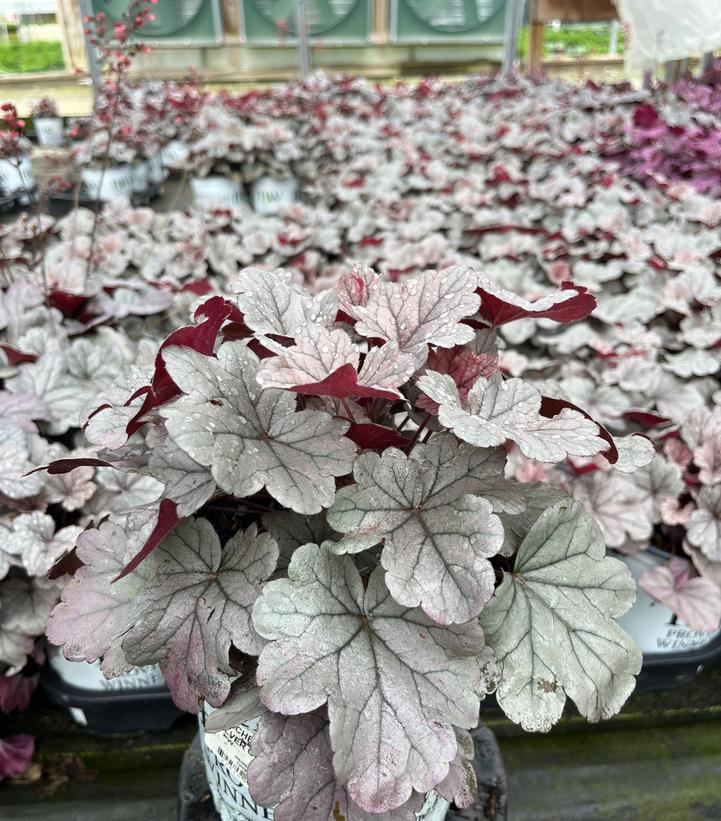 Heuchera hybrid Dolce® Dolce® Silver Gumdrop