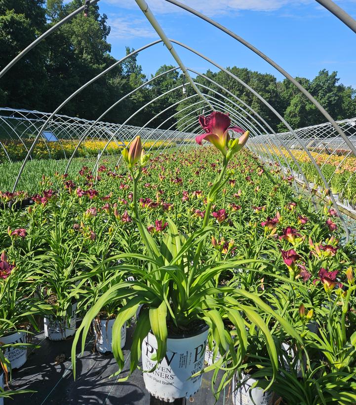 Hemerocallis Rainbow Rhythm® Rainbow Rhythm® Nosferatu