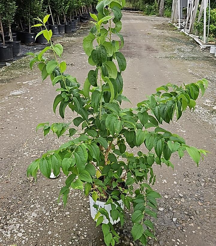 Heptacodium miconioides Temple of Bloom®