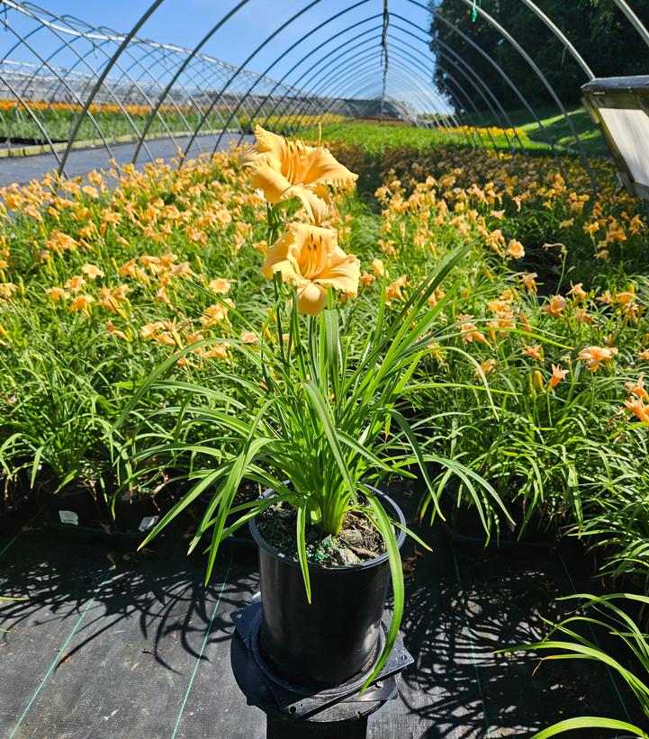 Hemerocallis Apricot Sparkles