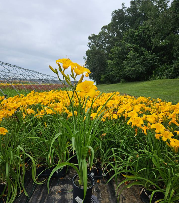 Hemerocallis 'Buttered Popcorn'