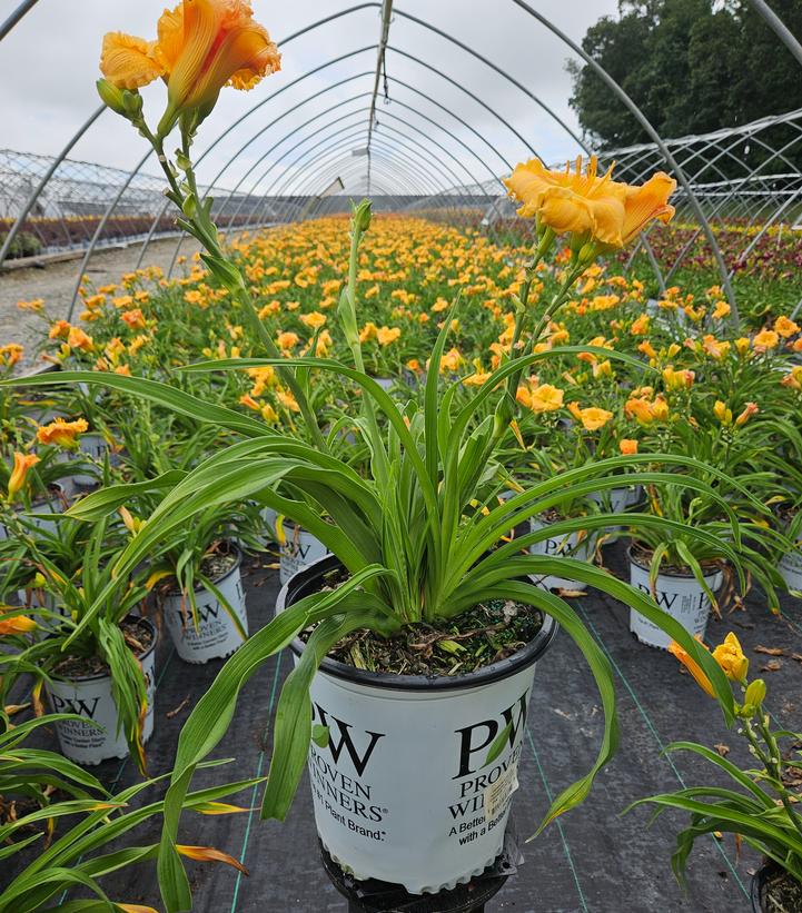 Hemerocallis hybrid Rainbow Rhythm® 'Orange Smoothie'