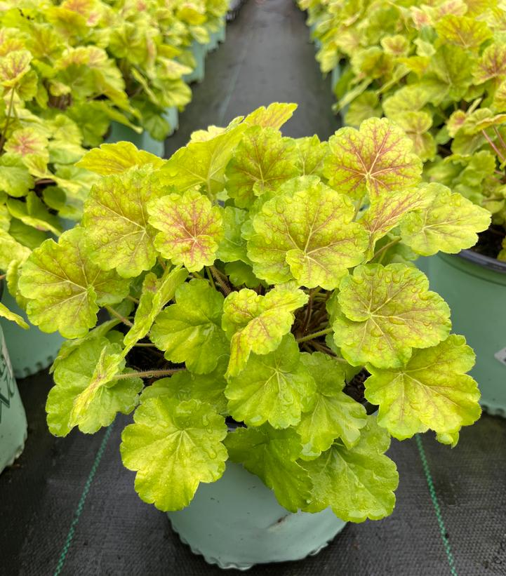 Heuchera Northern Exposure™ Sienna