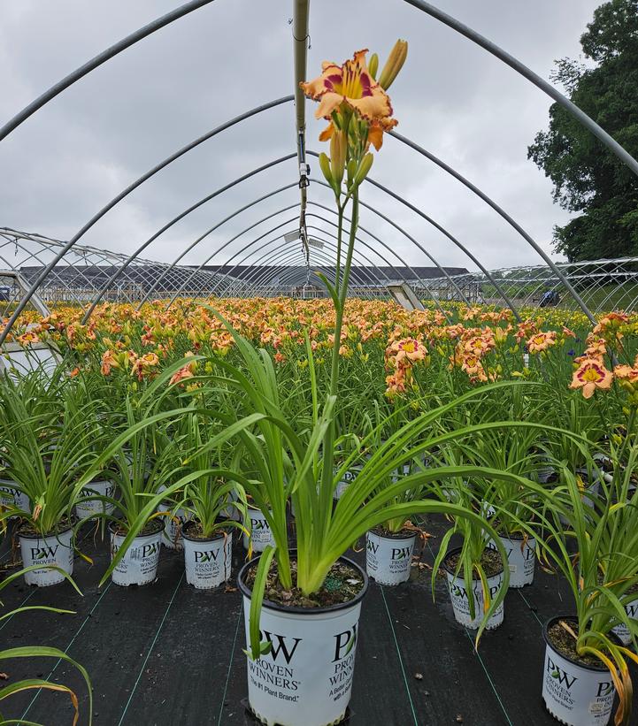 Hemerocallis Rainbow Rhythm® 'King of the Ages'