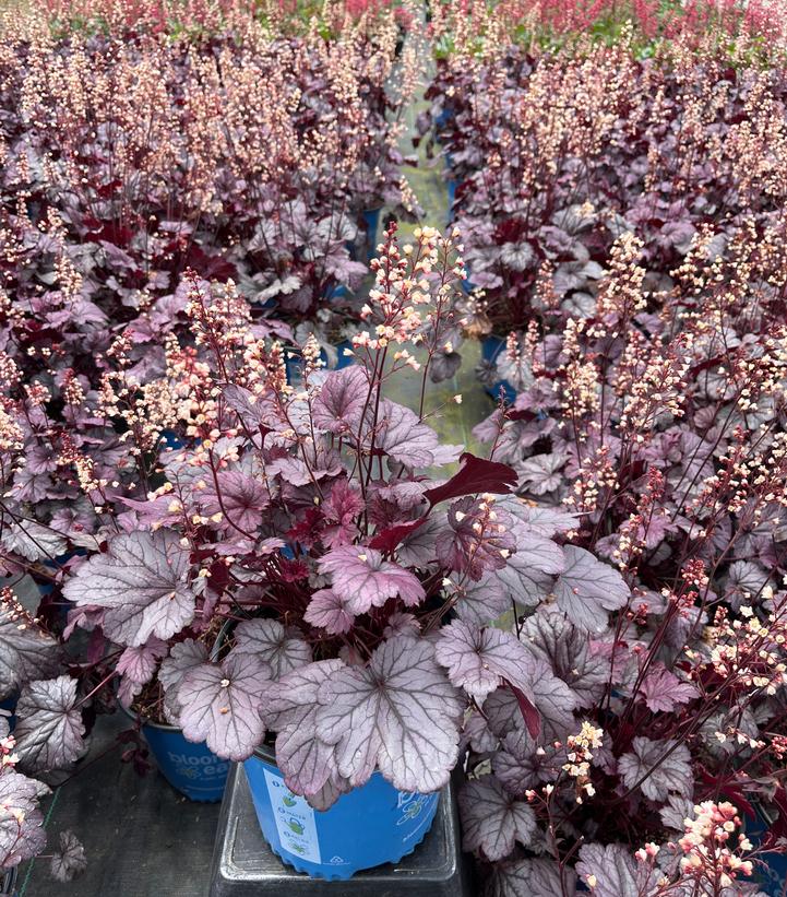 Heuchera x City™ 'Shanghai'