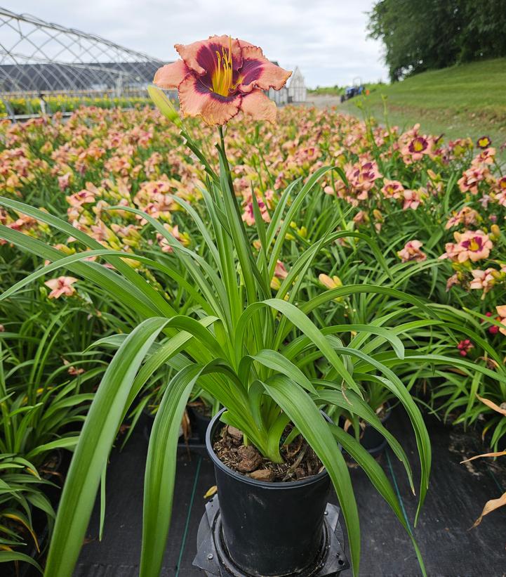 Hemerocallis Daring Deception