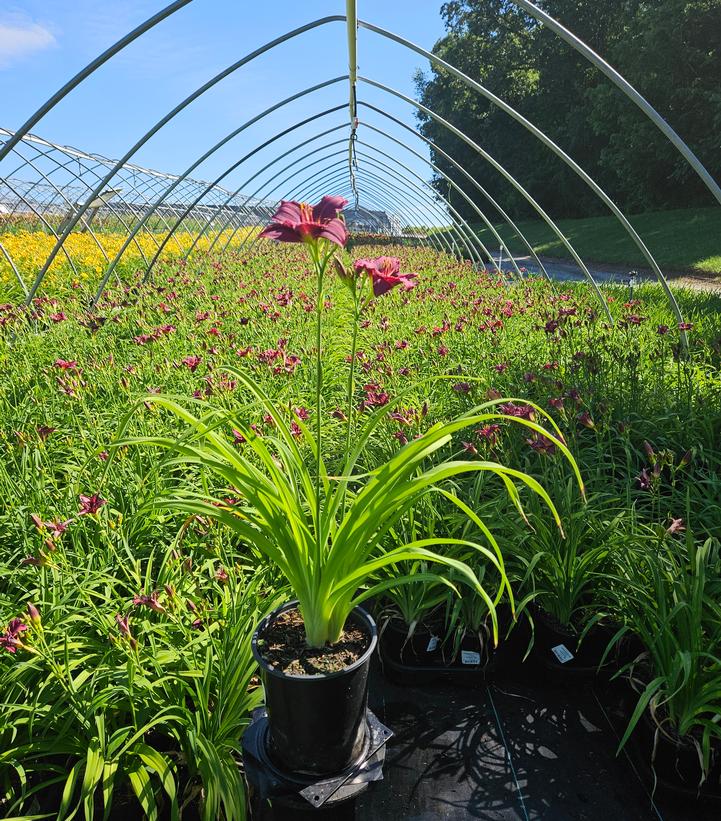 Hemerocallis Little Grapette