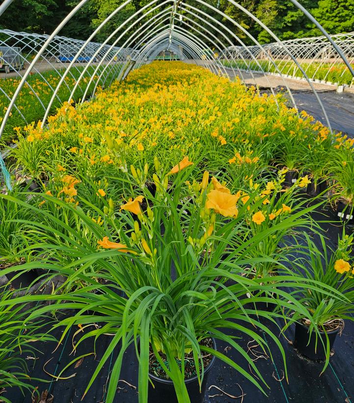 Hemerocallis Stella d'Oro