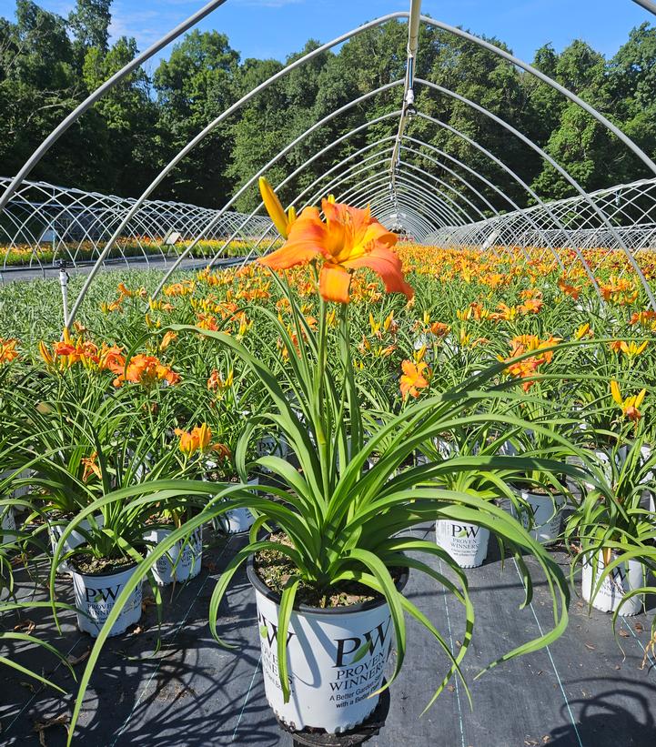 Hemerocallis Rainbow Rhythm® Rainbow Rhythm® Primal Scream