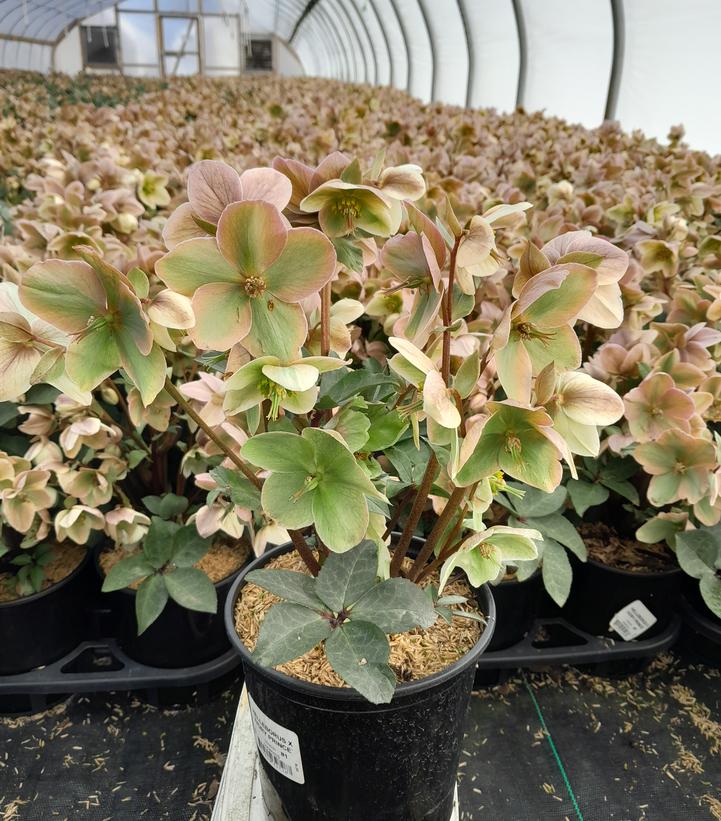 Helleborus Ivory Prince