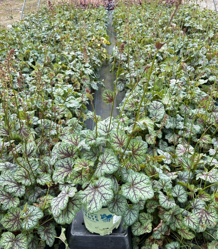 Heuchera americana 'Green Spice'