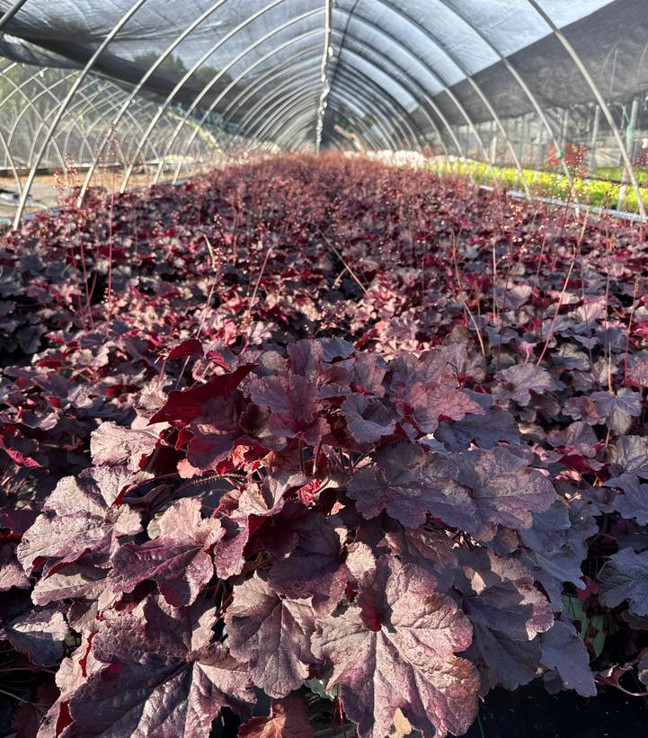 Heuchera Northern Exposure™ Black