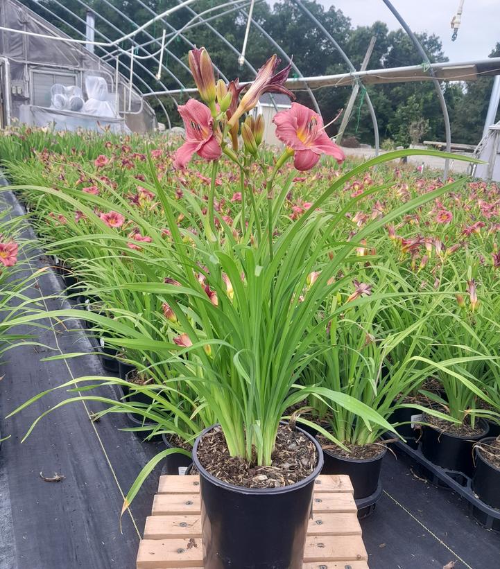 Hemerocallis 'Rosy Returns'