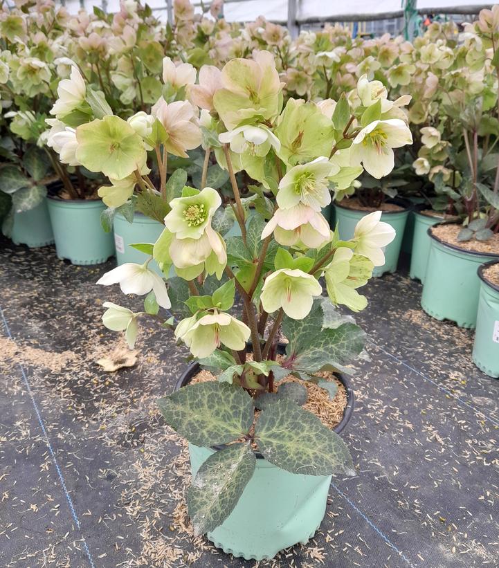 Helleborus Frostkiss® Molly's White