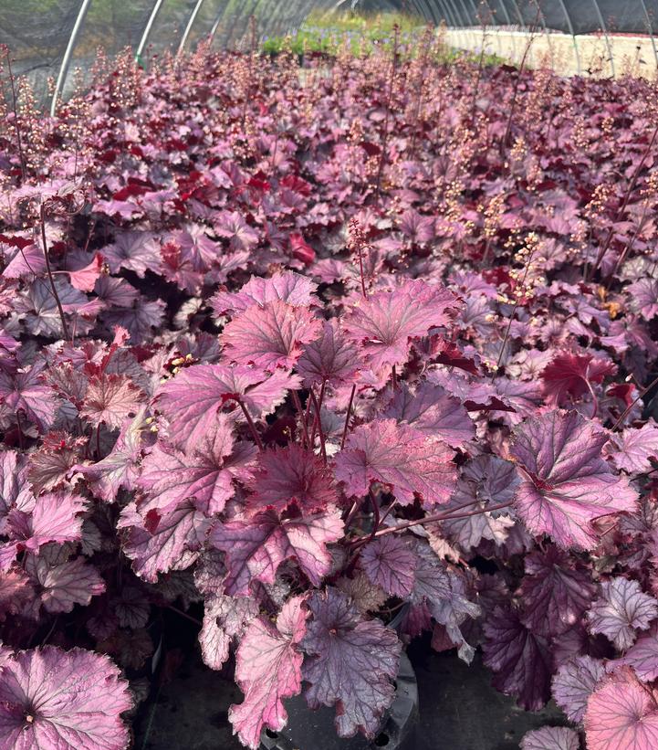 Heuchera Northern Exposure™ Purple