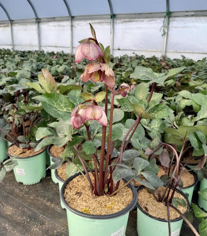 Helleborus x Frostkiss® Bayli's Blush®