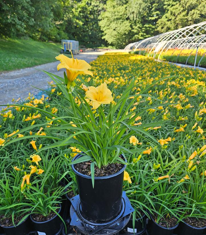 Hemerocallis Stella d'Oro