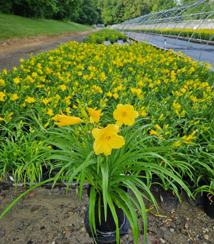 Hemerocallis Happy Returns