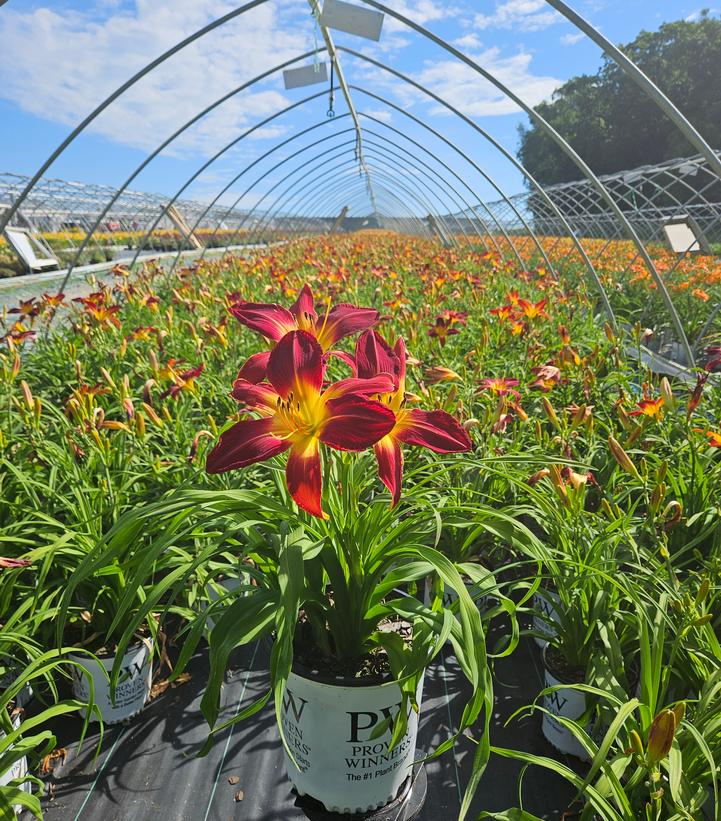 Hemerocallis Rainbow Rhythm® Rainbow Rhythm® Ruby Spider