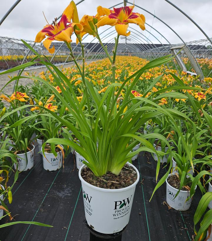 Hemerocallis hybrid Rainbow Rhythm® Rainbow Rhythm® Tiger Swirl