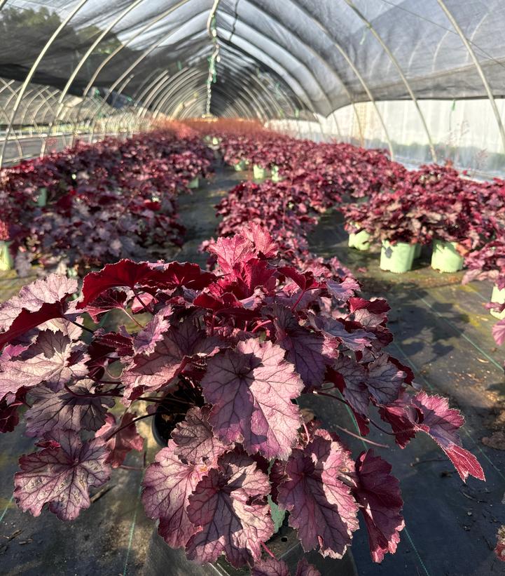 Heuchera Northern Exposure™ Purple