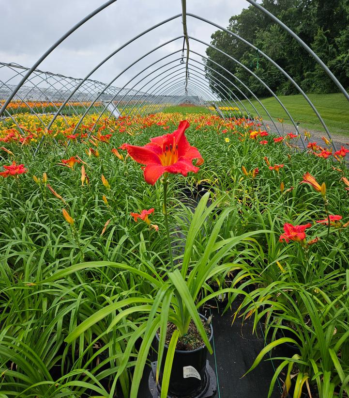 Hemerocallis 'Alabama Jubilee'