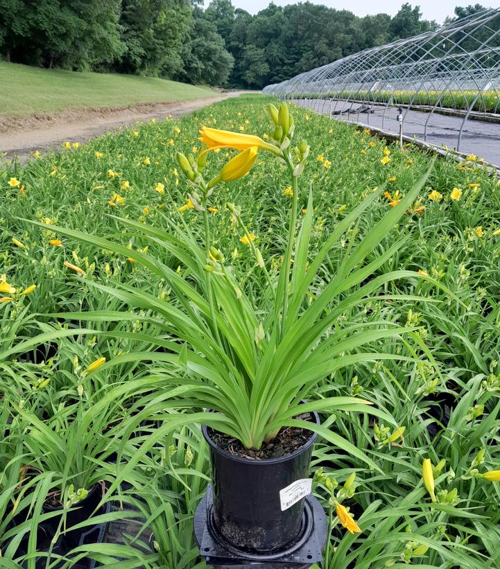 Hemerocallis Happy Returns