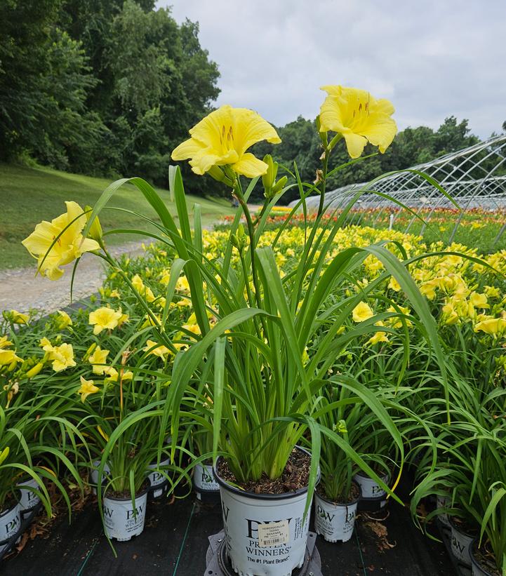 Hemerocallis Rainbow Rhythm® Rainbow Rhythm® Going Bananas