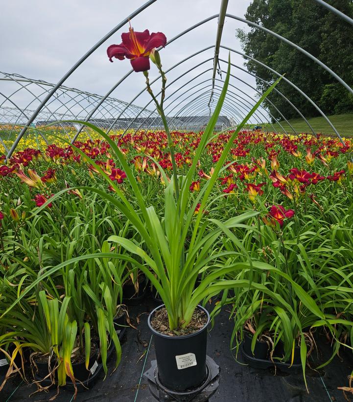 Hemerocallis 'Prairie Wildfire'