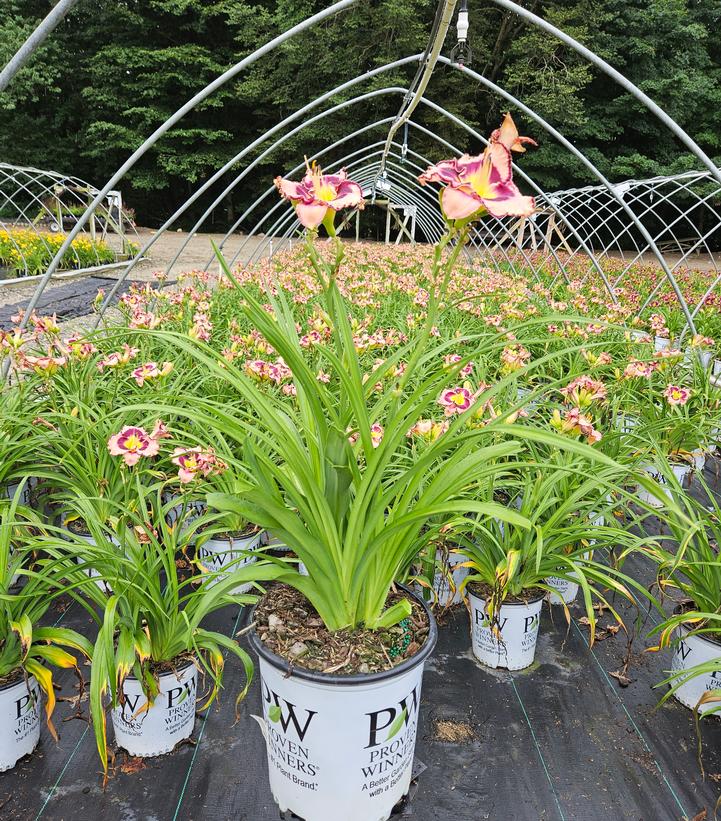 Hemerocallis hybrid Rainbow Rhythm® 'Sound of My Heart'