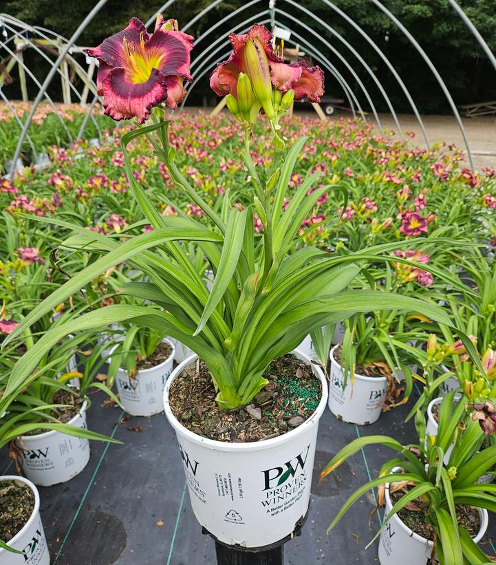 Hemerocallis hybrid Rainbow Rhythm® 'Storm Shelter'