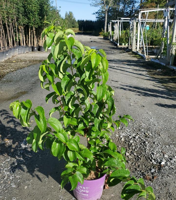 Heptacodium miconioides Tianshan® Seven-son flower