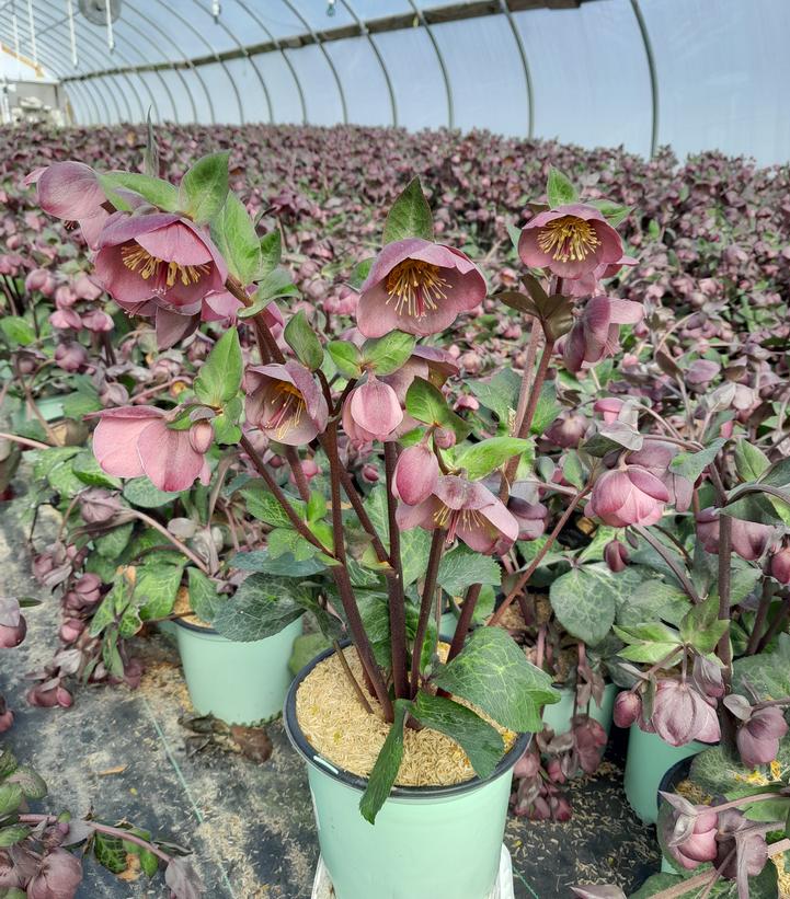 Helleborus Frostkiss® Pennys Pink