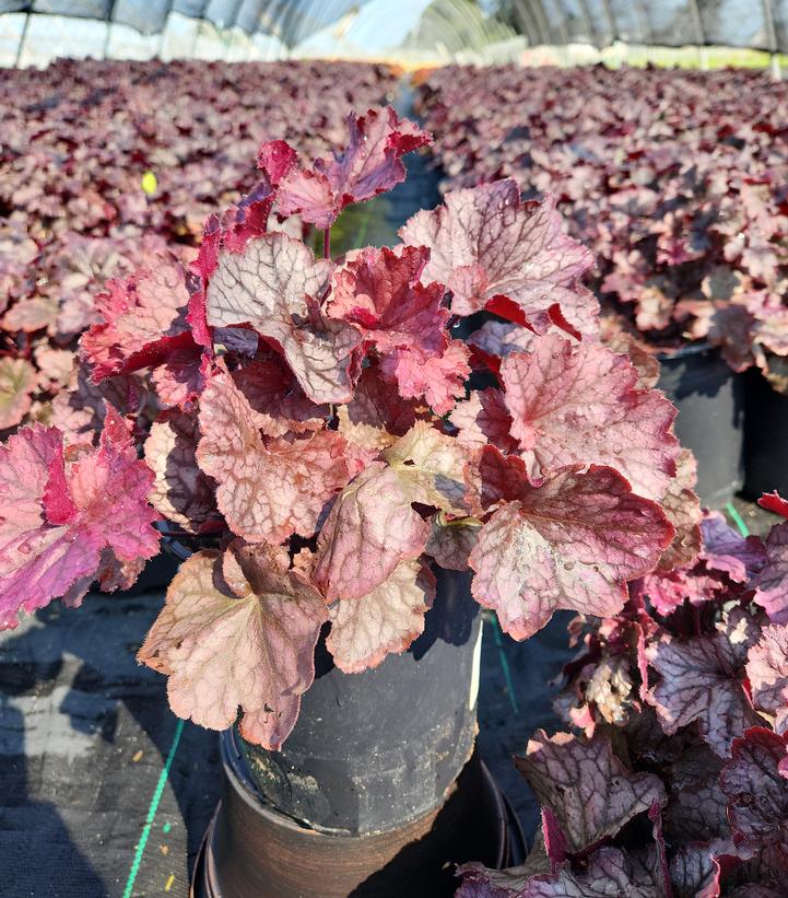 Heuchera Northern Exposure™ Purple