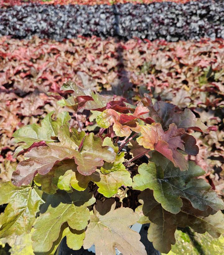 Heucherella hybrid Fun and Games® Fun and Games® Red Rover