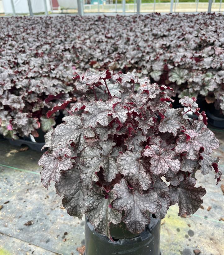 Heuchera 'Plum Pudding'