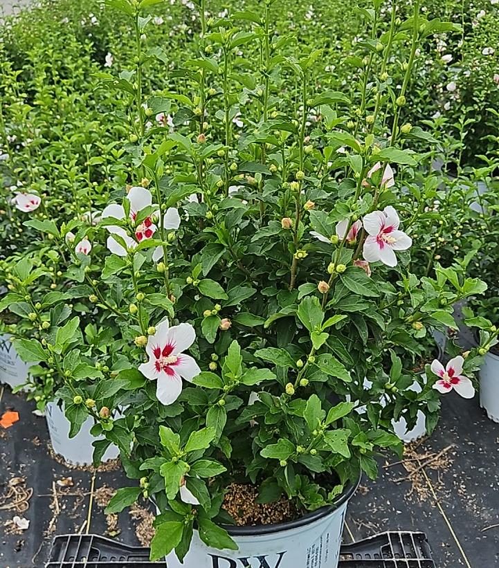 Hibiscus syriacus Lil' Kim® Lil' Kim®