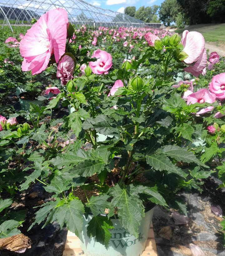 Hibiscus 'Airbrush Effect'