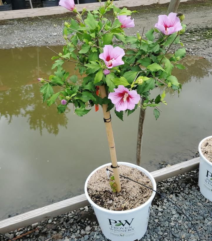 Hibiscus syriacus Orchid Satin®