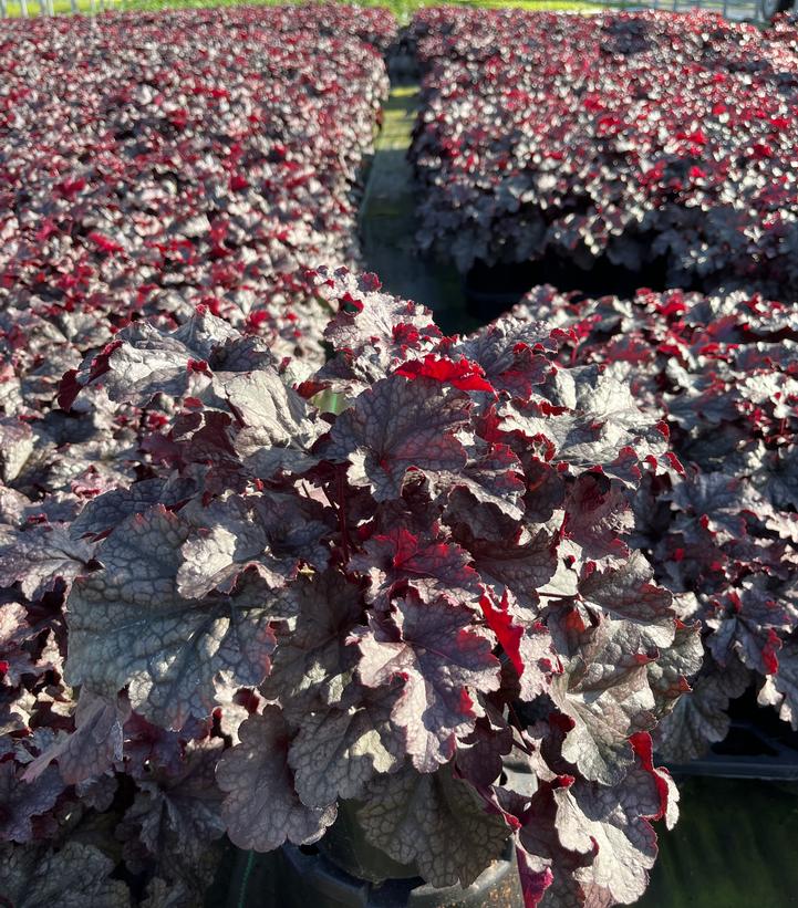 Heuchera 'Plum Pudding'