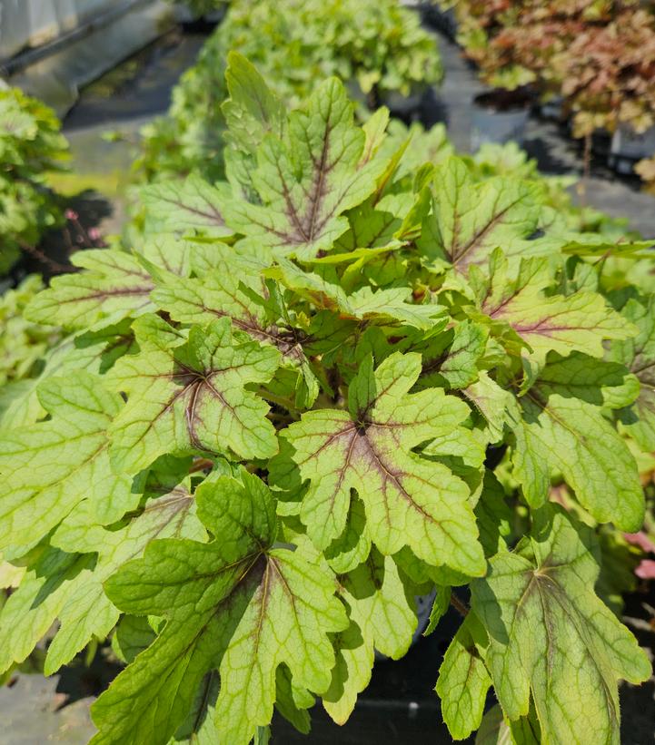 Heucherella hybrid Fun and Games® Fun and Games® 'Eye Spy'