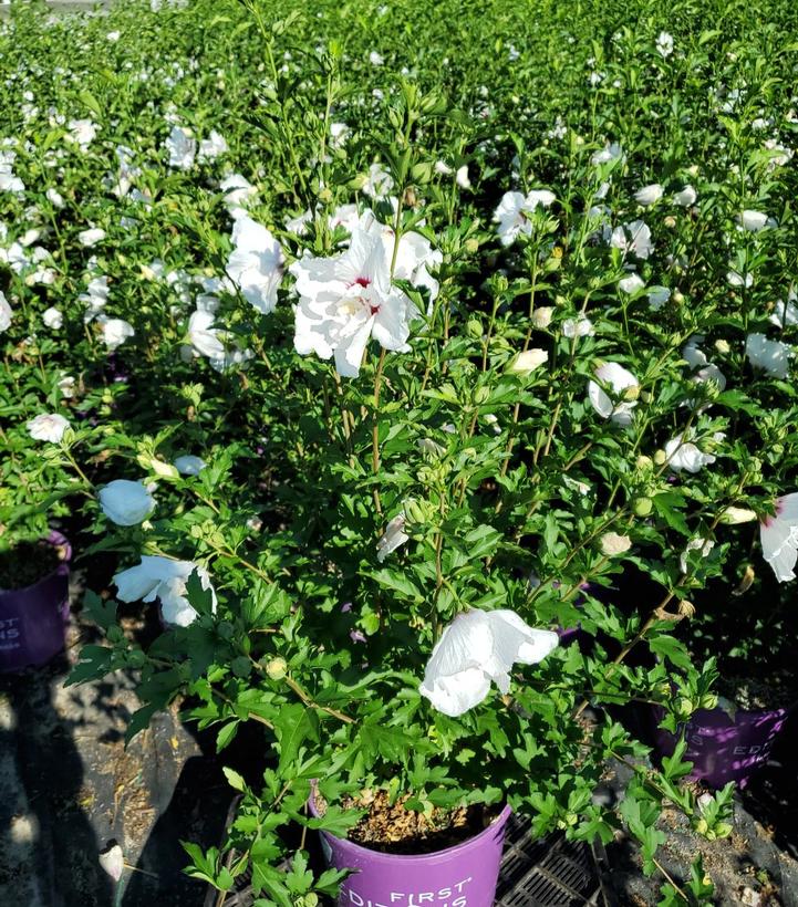 Hibiscus syriacus Bali™