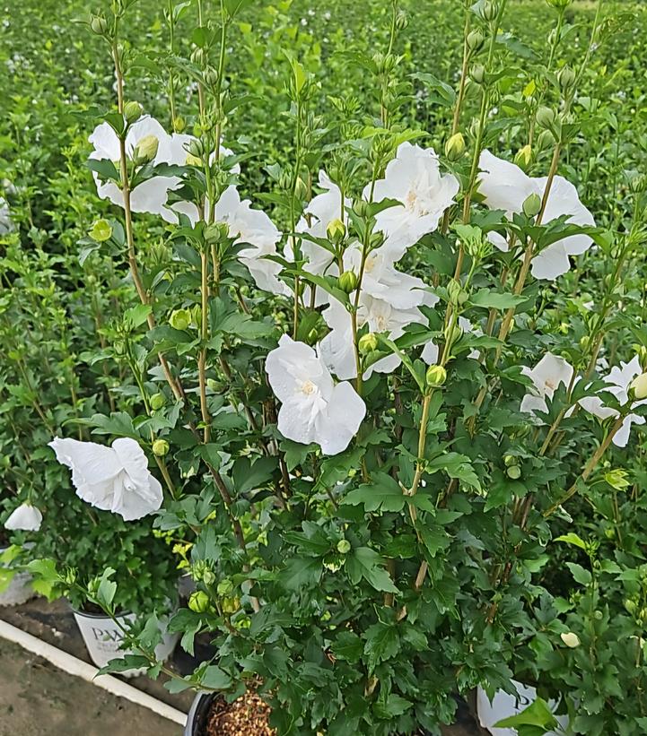 Hibiscus syriacus White Chiffon®