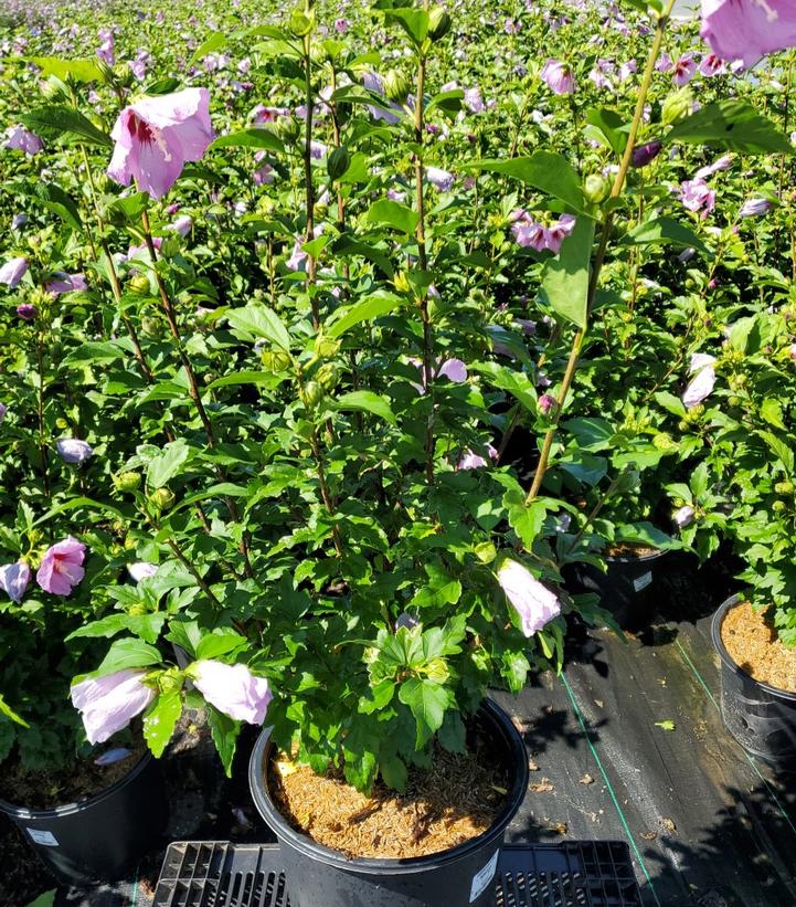 Hibiscus syriacus Minerva