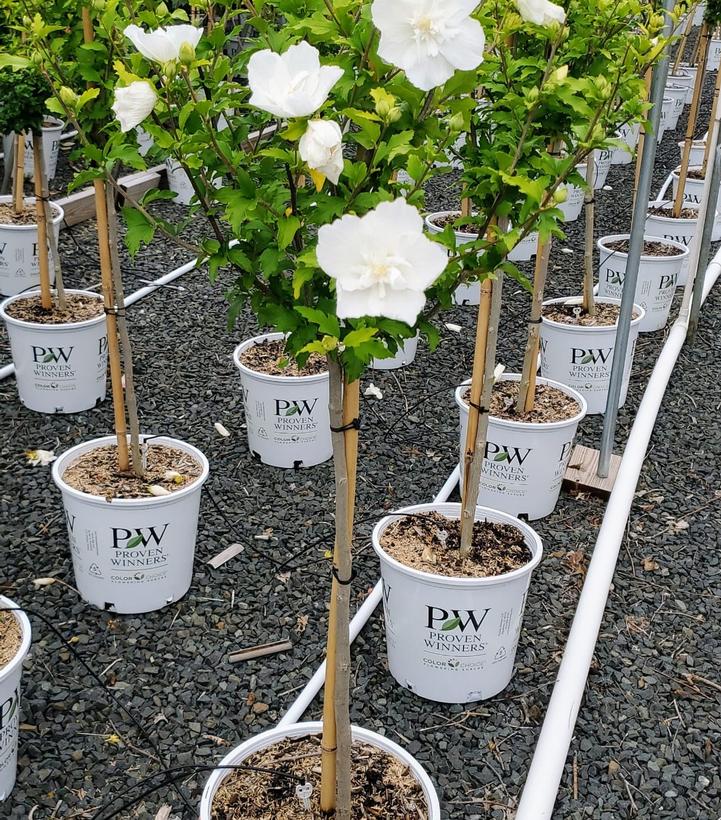 Hibiscus syriacus White Chiffon®